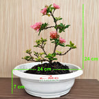 Tanaman Hias Bonsai Bonsae Mame Soka Mini Asoka Jepang Ixora Pink Jambon B-SMP-005