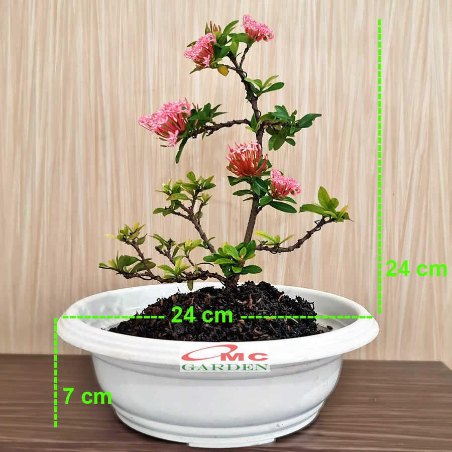 Tanaman Hias Bonsai Bonsae Mame Soka Mini Asoka Jepang Ixora Pink Jambon B-SMP-005