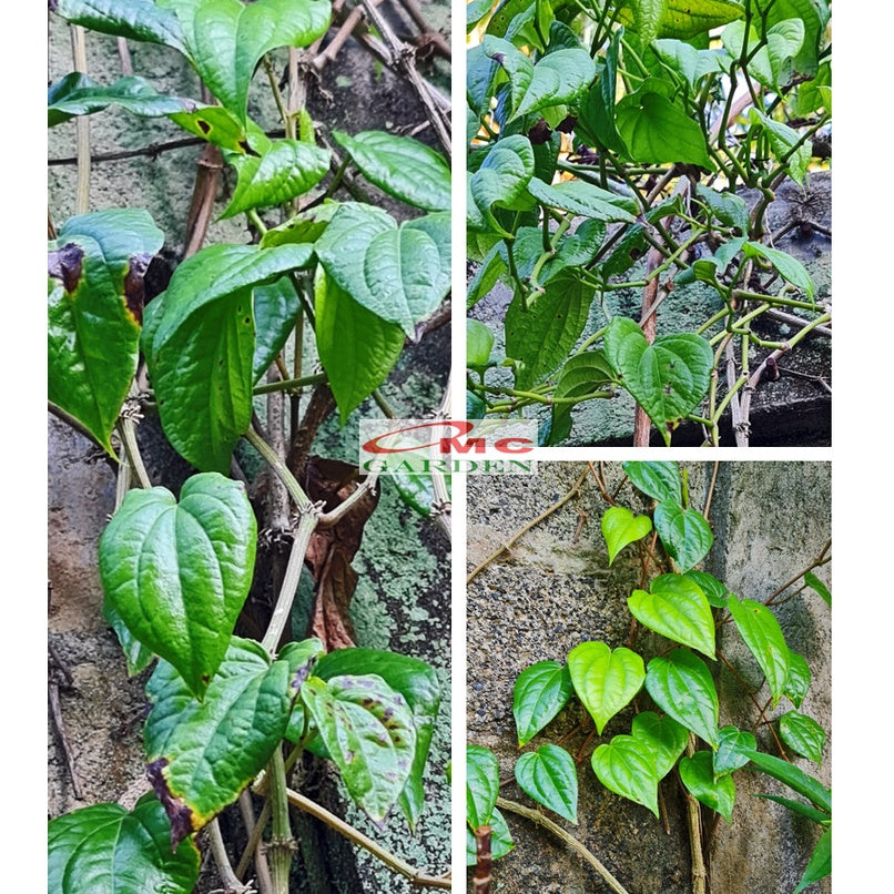Bibit Pohon Daun Sirih Hijau Tanaman Hias Minuman Obat Herbal DS-1020
