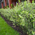 Zig Zag Zigzag Plant Patah Tulang Euphorbia Tirucalli Pedilantus Tithymaloides Tanaman Hias 2030
