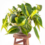 Sirih Gading Brasil Brazil Srigading Philodendron Philo Tanaman Hias Gantung Hederaceum Houseplant 1020