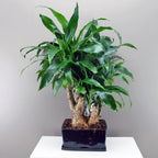 Tanaman Hias Bonsai Mame Dracaena Fragrans Massangeana Corn Plant Hijau Hanjuang Andong B-DFM-002