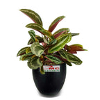 Calathea Silverback Silverbek Silver Black Silverblack Calatea Kalatea Tanaman Hias 1015
