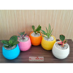 Tanaman Hias Sukulen Sekulen Mini Succulent Kaktus plus Pot Bola Warna SKLN-001-005