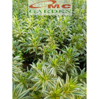 Tanaman Hias Dracaena Reflexa Wali Song of India SOI-1020