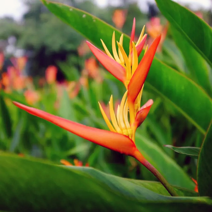 Heliconia Helikonia Pisang Pisangan Psittacorum Tanaman Hias HELICONIA-P-4050