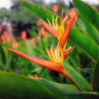 Heliconia Helikonia Pisang Pisangan Psittacorum Tanaman Hias HELICONIA-P-2030