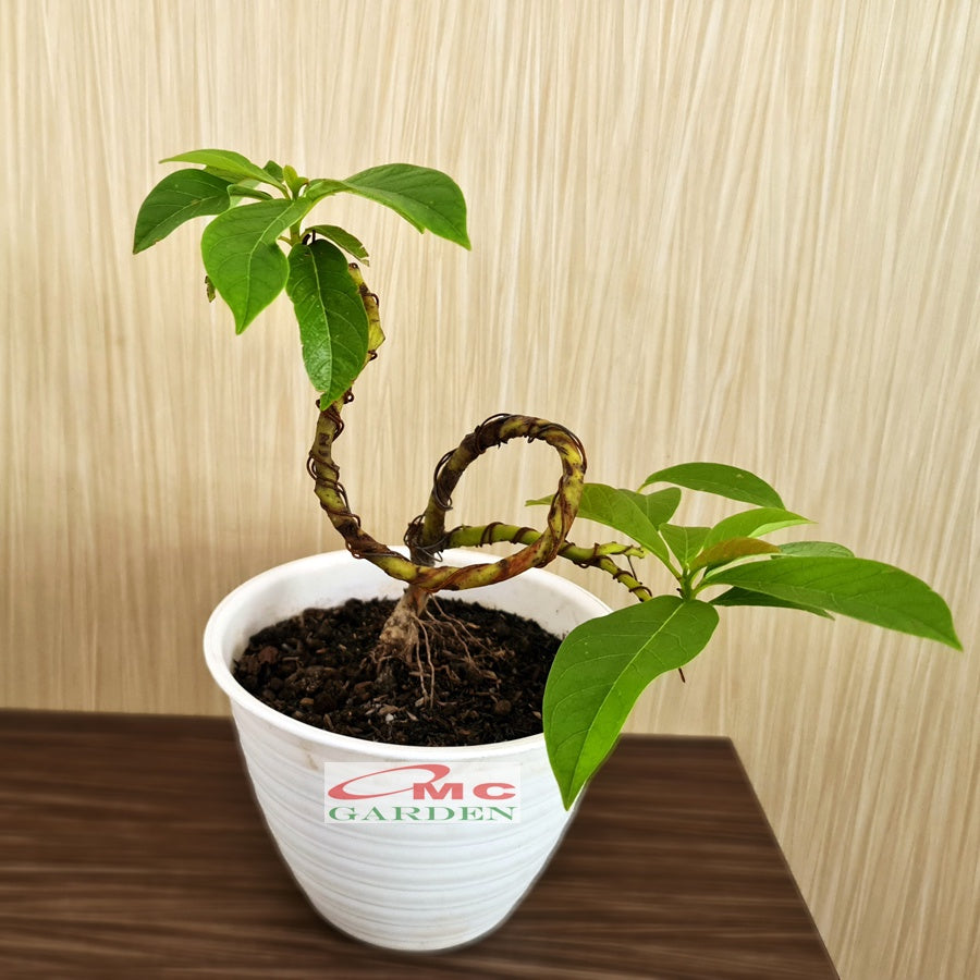 Bonsai Bonsae Mame Jambu Biji Merah Tanaman Hias 001