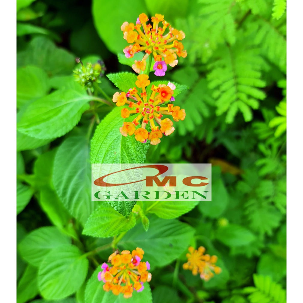 Bonsai Bonsae Lantana Camara Tembelekan Orange Pink Tanaman Hias 001