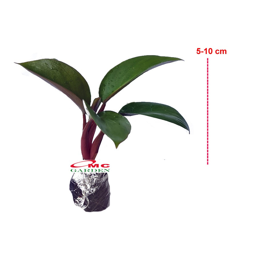 Philodendron Red Congo Kongo Petite Philo Dwarf Tanaman Hias 0510