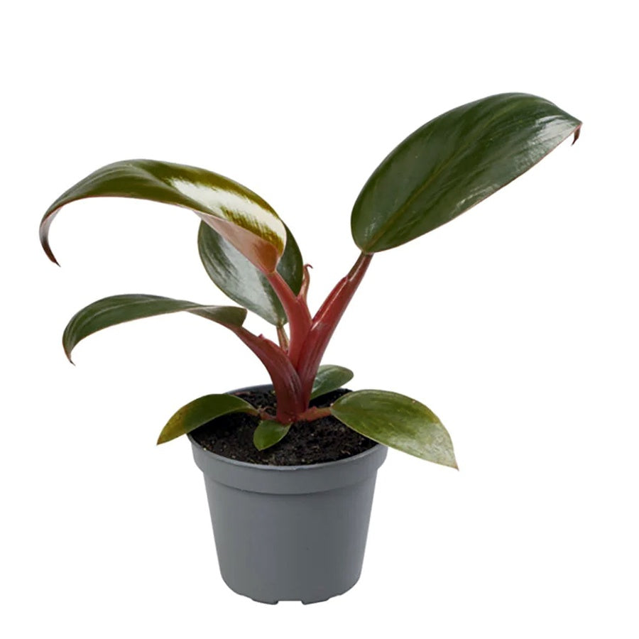Philodendron Red Congo Kongo Petite Philo Dwarf Tanaman Hias 0510