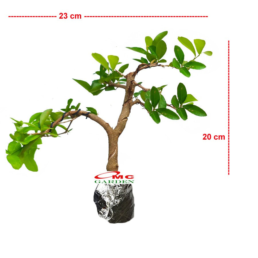 Bonsai Bonsae Sianci Aserola Ceri Barbados Cherry 001