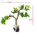 Bonsai Bonsae Sianci Aserola Ceri Barbados Cherry 001