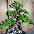 Bonsai Bonsae Ulmus Mikro Micro Elm Cina 001