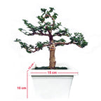 Bonsai Bonsae Sancang Premna Microphylla 001