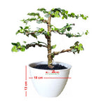 Bonsai Bonsae Hokianti Mikro Micro Hokiantea Erethia Eretia 001