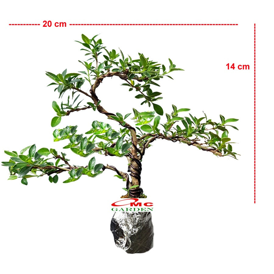 Bonsai Bonsae Mirten Mame Melati Jepang Tanaman Hias 001