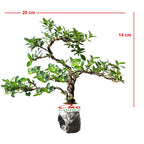 Bonsai Bonsae Mirten Mame Melati Jepang Tanaman Hias 001