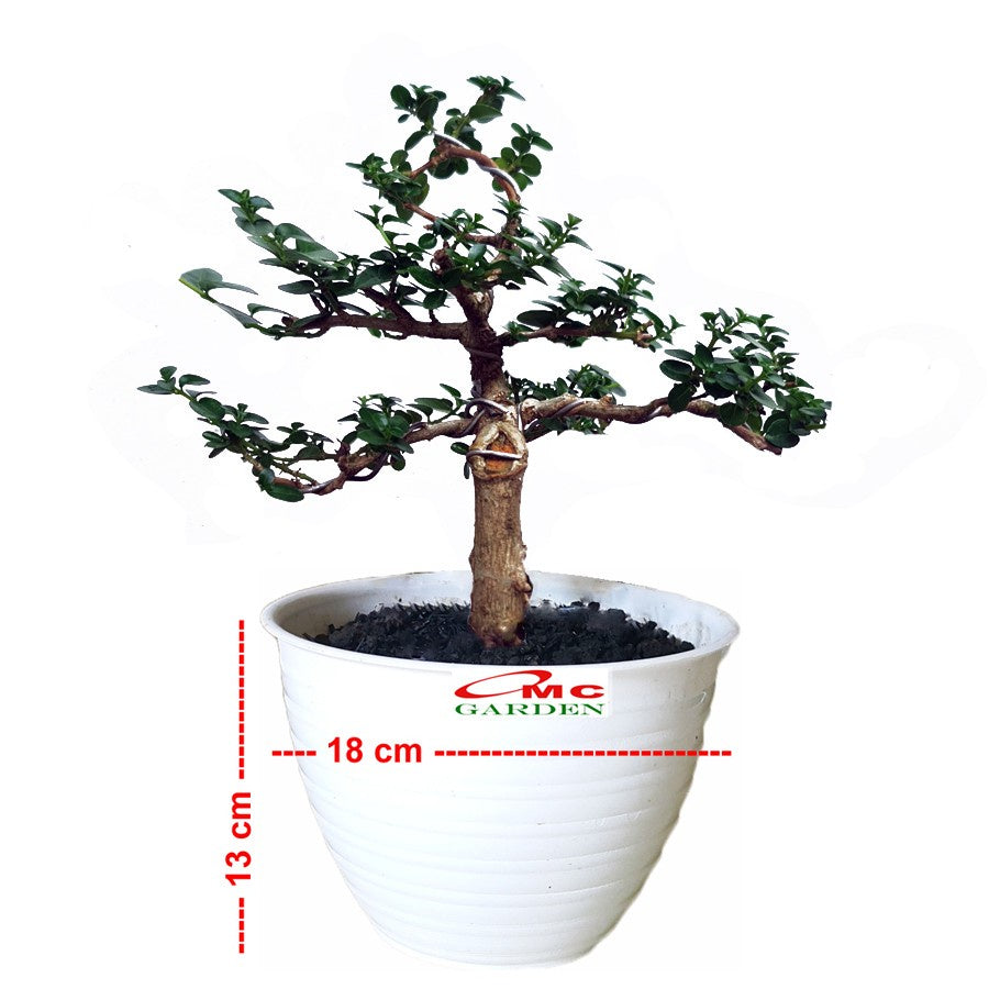Bonsai Bonsae Sancang Premna Microphylla 001