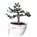 Bonsai Bonsae Sancang Premna Microphylla 001