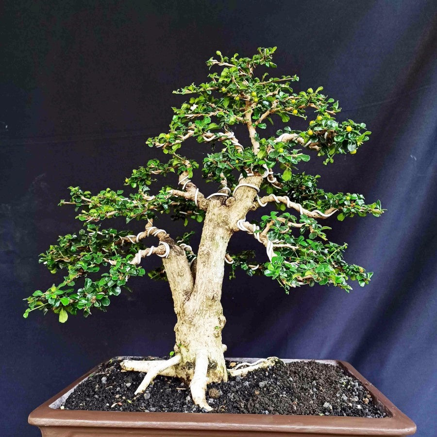 Bonsai Bonsae Hokianti Mikro Micro Hokiantea Erethia Eretia 001