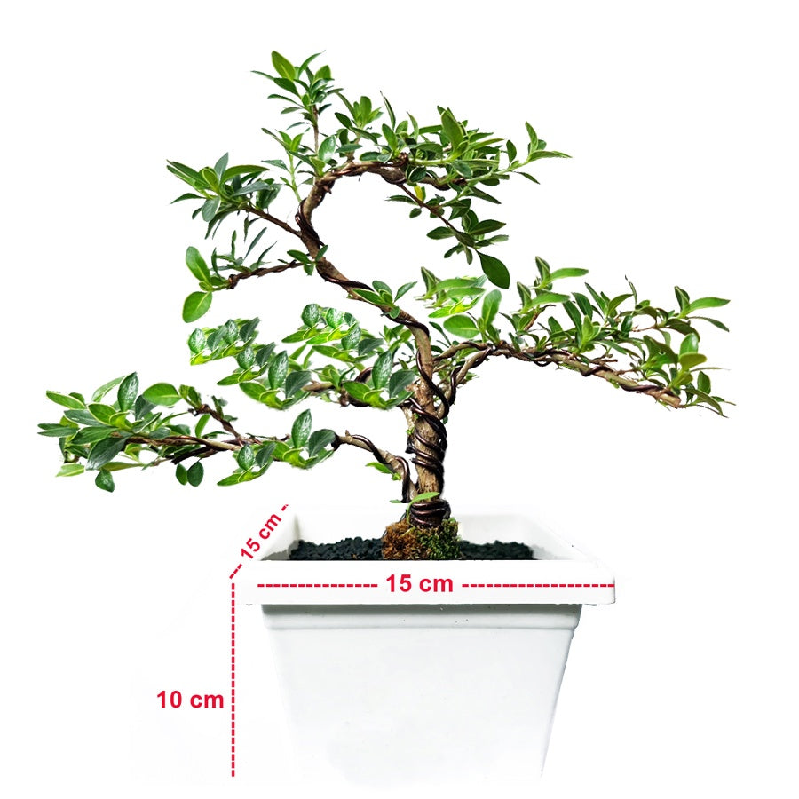Bonsai Bonsae Mirten Mame Melati Jepang Tanaman Hias 001