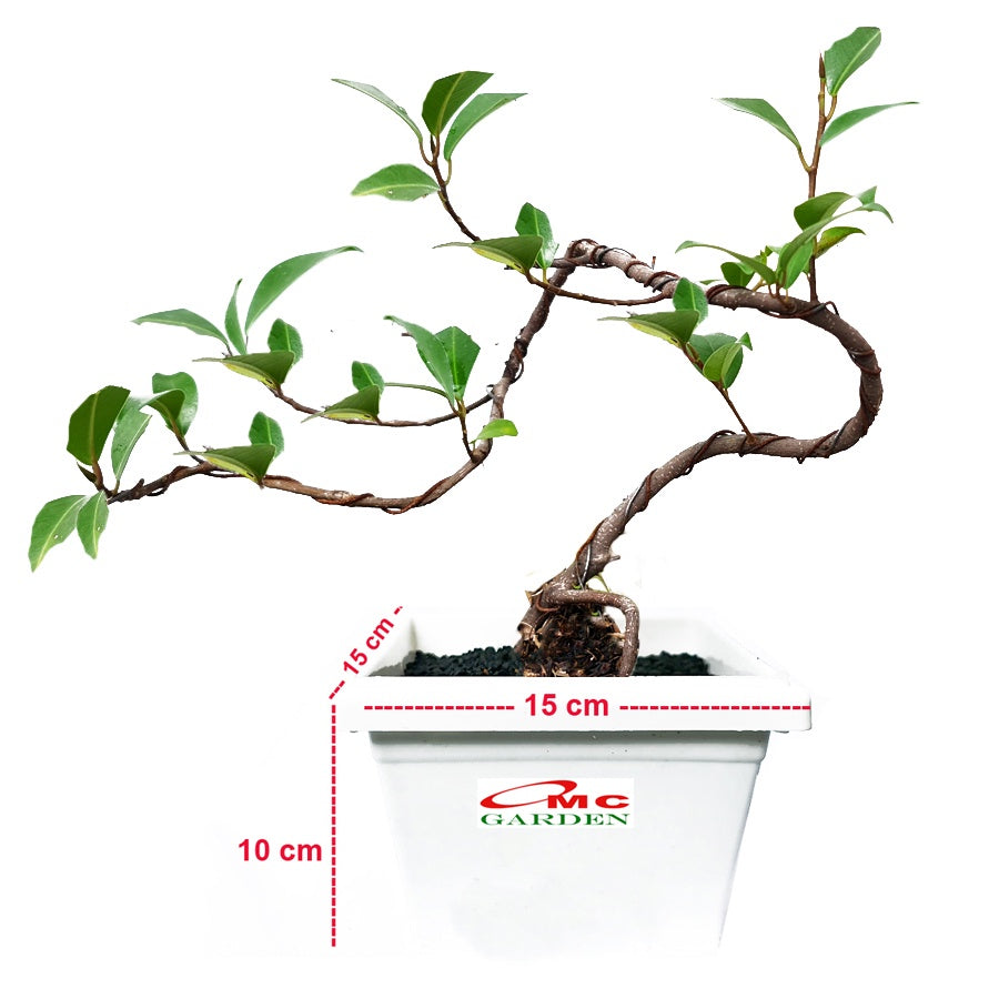 Bonsai Beringin Lokal Local Iprik Kimeng Ficus Microcarpa B-BR-003