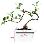 Bonsai Beringin Lokal Local Iprik Kimeng Ficus Microcarpa B-BR-002