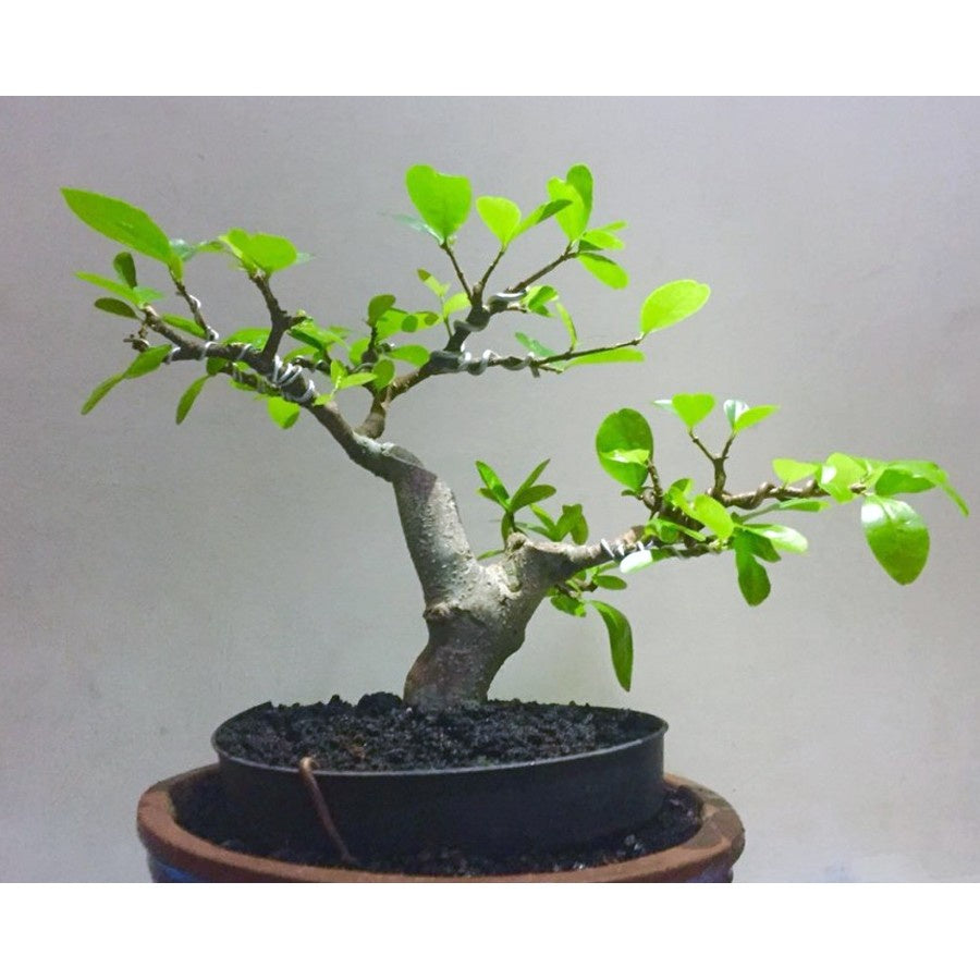 Bonsai Bonsae Sianci Aserola Ceri Barbados Cherry 001