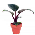 Philodendron Red Congo Kongo Petite Philo Dwarf Tanaman Hias 0510