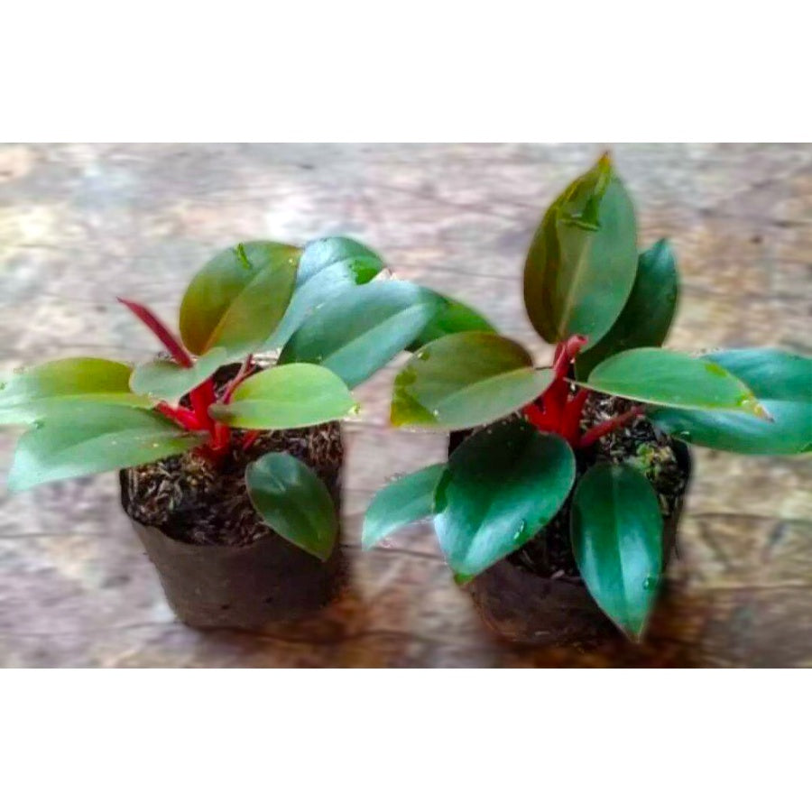 Philodendron Red Congo Kongo Petite Philo Dwarf Tanaman Hias 0510