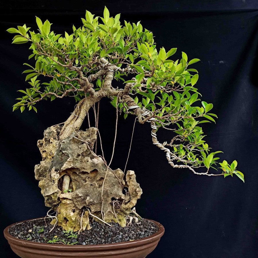Bonsai Beringin Lokal Local Iprik Kimeng Ficus Microcarpa B-BR-003