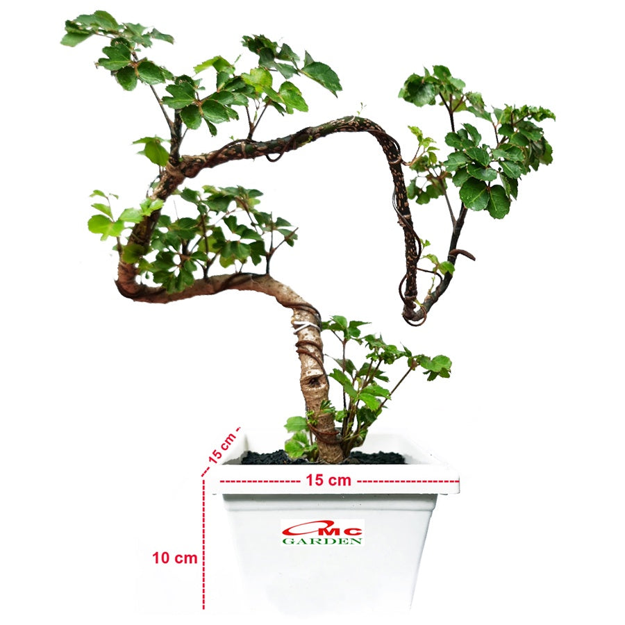 Berlangkas Andong Kedondong Laut Ming Aralia Polyscias Fruticosa Tanaman Obat Herbal Hias Paludarium Terrarium Vivarium BLKS-1020