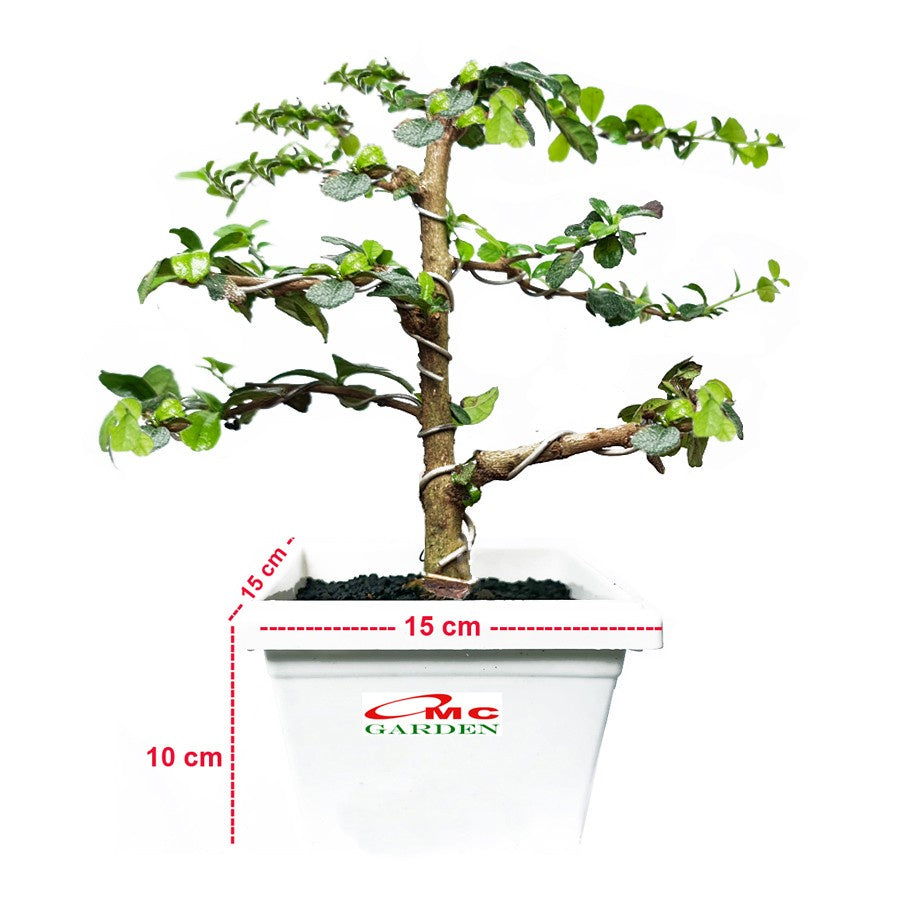 Bonsai Bonsae Hokianti Mikro Micro Hokiantea Erethia Eretia 001