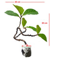 Bonsai Bonsae Ketapang Laut Katapang Terminalia Catappa Peneduh 002