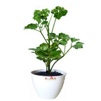 Berlangkas Andong Kedondong Laut Ming Aralia Polyscias Fruticosa Tanaman Obat Herbal Hias Paludarium Terrarium Vivarium BLKS-1020