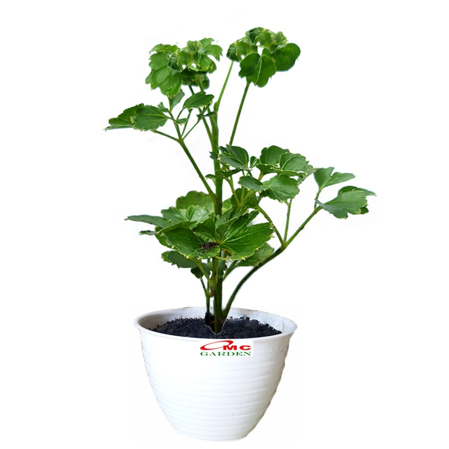 Berlangkas Andong Kedondong Laut Ming Aralia Polyscias Fruticosa Tanaman Obat Herbal Hias Paludarium Terrarium Vivarium BLKS-1020