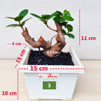 Tanaman Hias Pohon Bonsai Mame Beringin Korea Mini Dolar B-BK-006
