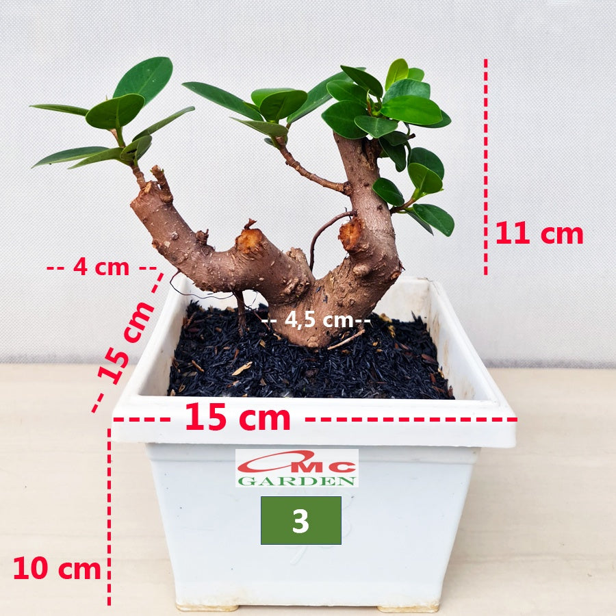 Tanaman Hias Pohon Bonsai Mame Beringin Korea Mini Dolar B-BK-006