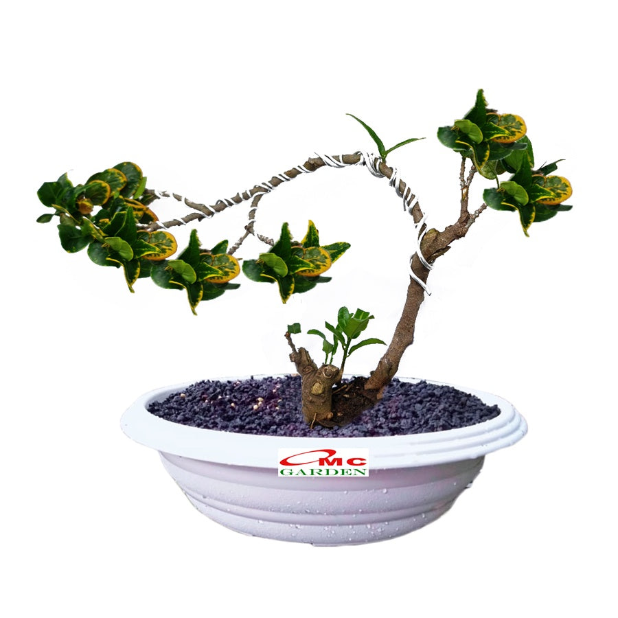 Bonsai Bonsae Puring Croton Emping Jengkol Coin Mawar Tanaman Hias 006