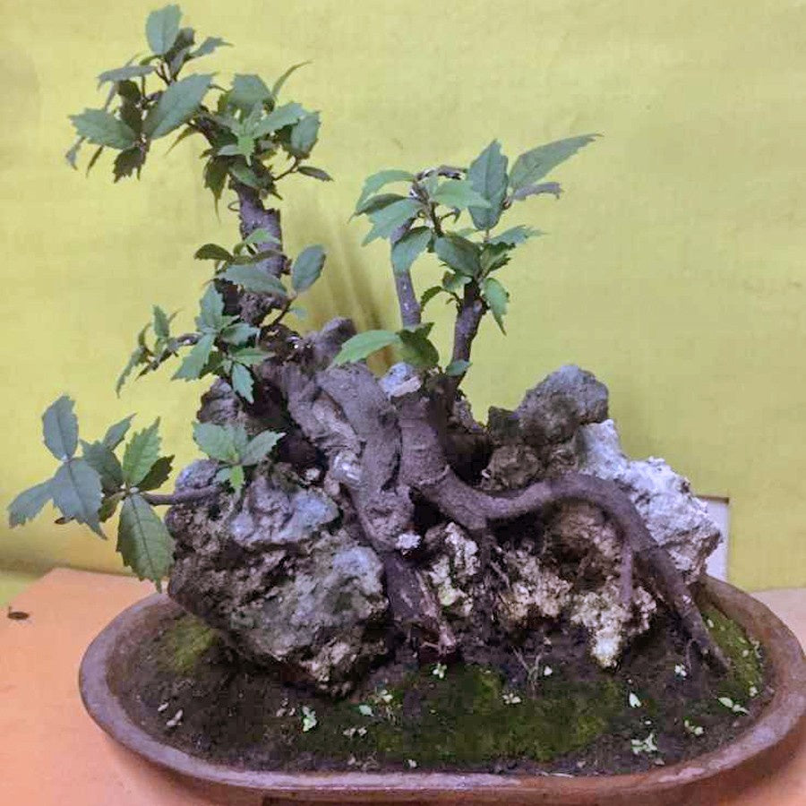 Bonsai Bonsae Beringin Amplas Putih Ficus Ampelas 001