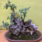 Bonsai Bonsae Beringin Amplas Putih Ficus Ampelas 001