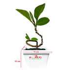 Bonsai Bonsae Ketapang Laut Katapang Terminalia Catappa Peneduh 001