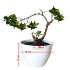 Bonsai Bonsae Puring Croton Emping Jengkol Coin Mawar Tanaman Hias 006