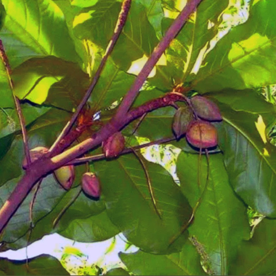 Bonsai Bonsae Ketapang Laut Katapang Terminalia Catappa Peneduh 001
