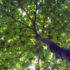 Bonsai Bonsae Ketapang Laut Katapang Terminalia Catappa Peneduh 001