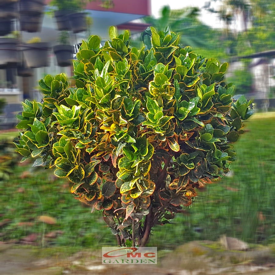 Bonsai Bonsae Puring Croton Emping Jengkol Coin Mawar Tanaman Hias 006