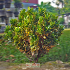 Bonsai Bonsae Puring Croton Emping Jengkol Coin Mawar Tanaman Hias 006