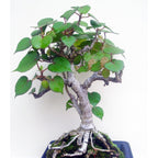 Bonsai Bonsae Waru Pohon Tanaman Hias B-WARU-001