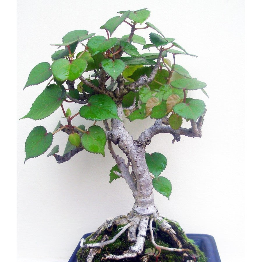 Bonsai Bonsae Waru Pohon Tanaman Hias B-WARU-001